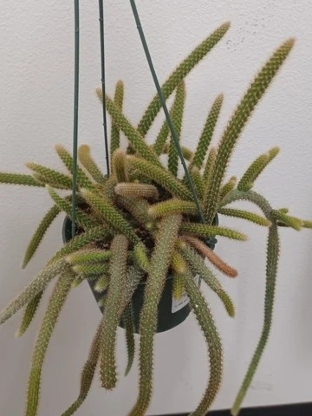 Rat Tail Live Trailing Cactus Gorgeouw